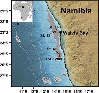 Nutrient turnover by large sulfur bacteria on the Namibian mud belt during the low productivity season